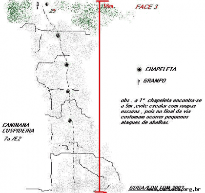 Caninana Cuspideira